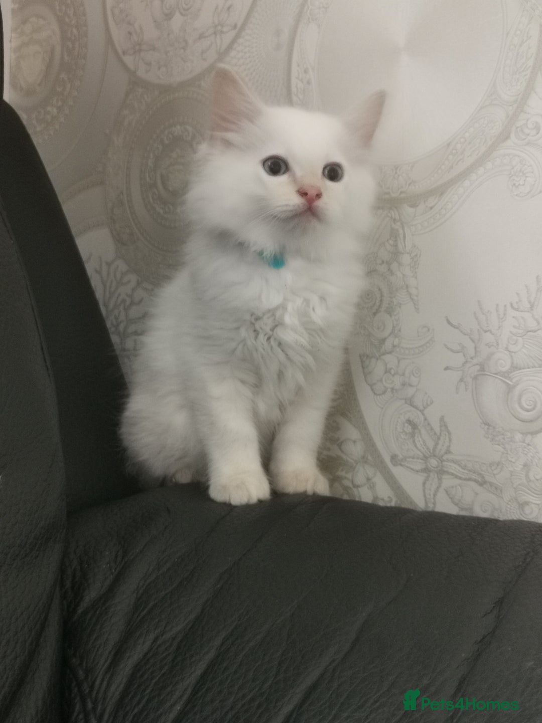 Ragdoll cats for sale: Pure breed health tested ragdoll kittens  - Image 1