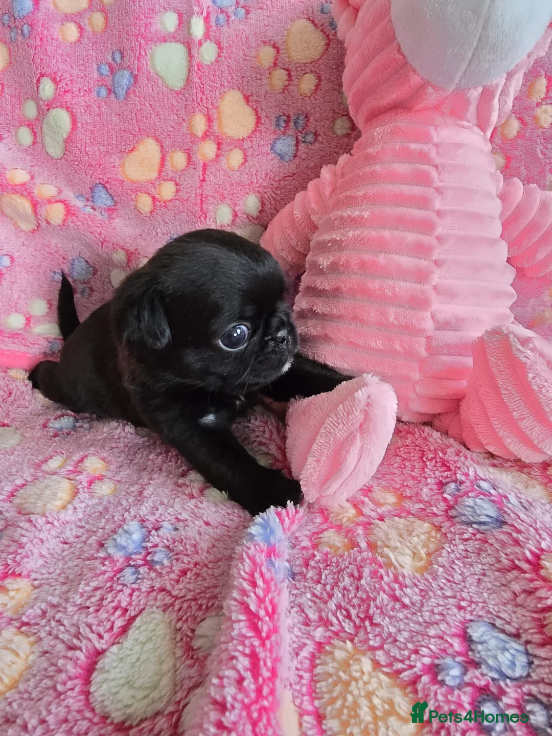 Pug dogs for sale: PUG PUPPIES Kennel Club registered - Advert 2