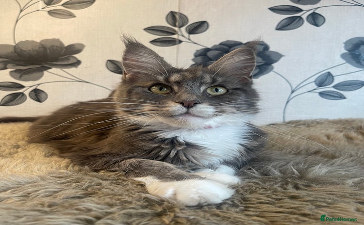 Maine Coon cats - Advert 4