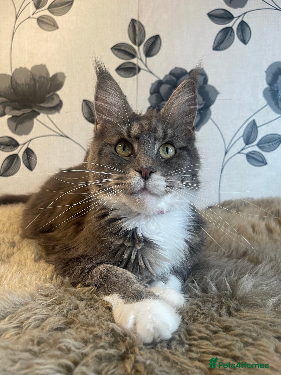 Maine Coon cats for sale: Female Maine coon  - Image 1