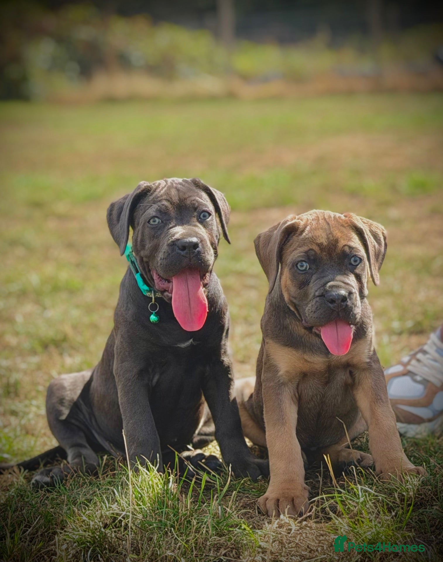 Cane Corso dogs 🐾 Balestra Magica Corso – Litter “K” 🐾 IKC/FCI - Advert 1