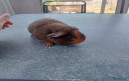 Guinea Pig rodents for sale:  1 Baby male teddy bear guinea pig  - Image 2