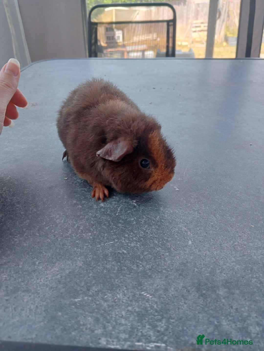 Guinea Pig rodents for sale:  1 Baby male teddy bear guinea pig  - Image 2