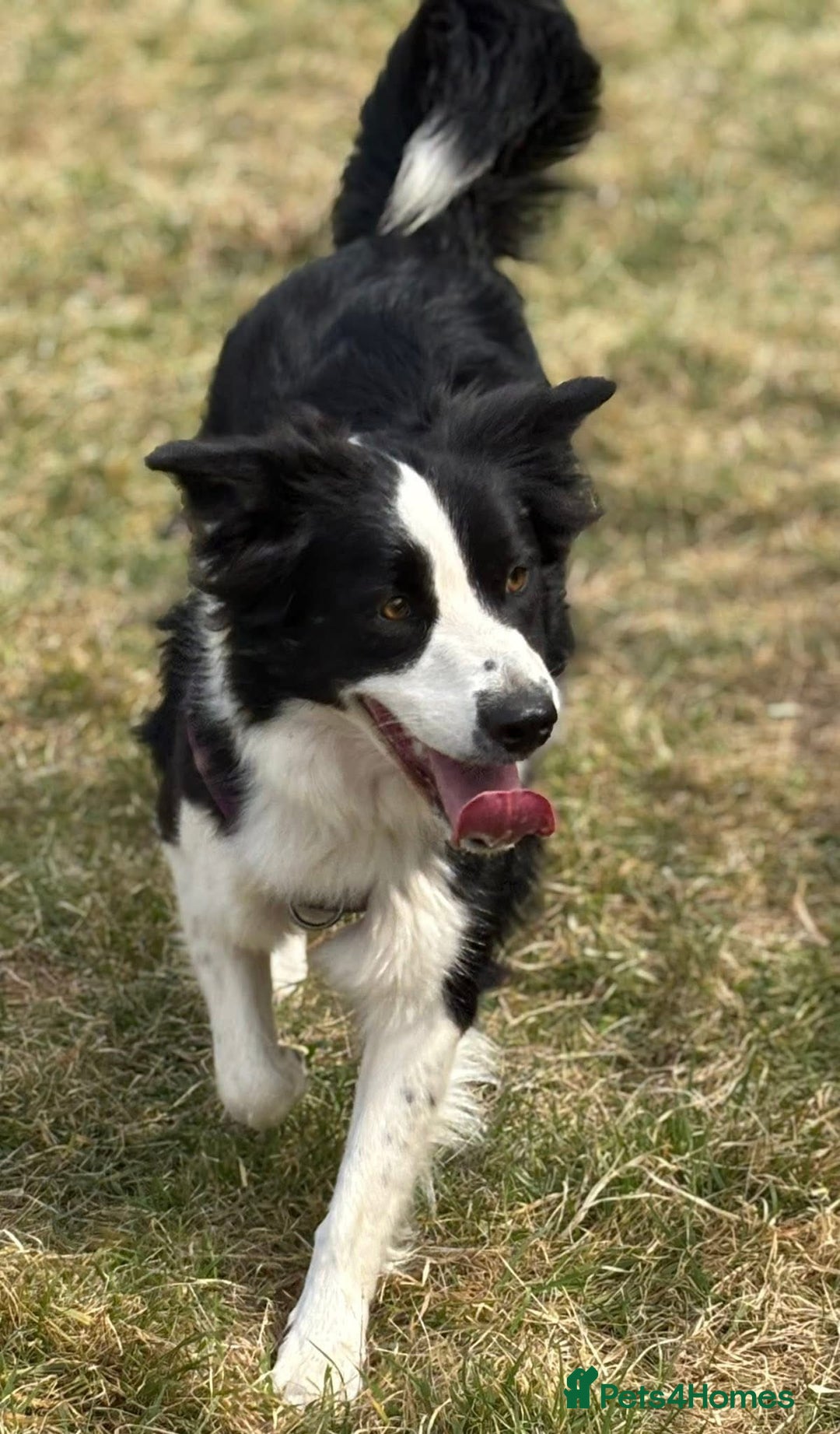 Border Collie dogs for sale: Border Collie Pups  - Advert 2
