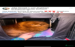 Pomeranian dogs for sale: Pomeranian puppy 🐶  - Image 7