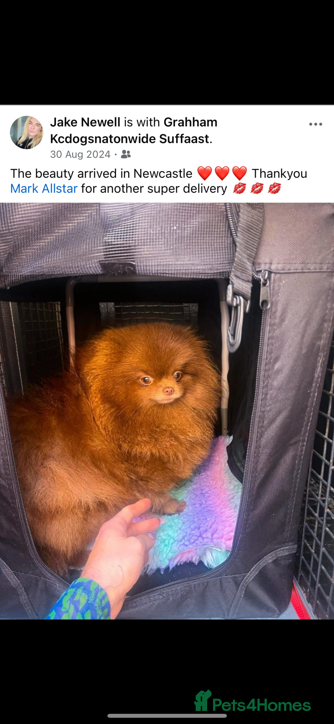 Pomeranian dogs for sale: Pomeranian puppy 🐶  - Image 7