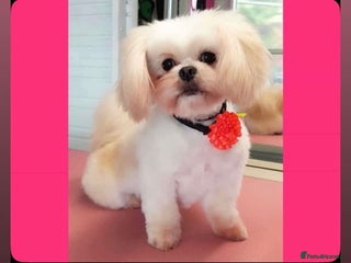 Mixed Breed dogs beautiful baby Lhatese puppys - Advert 8