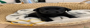 Labrador Retriever Puppy 2