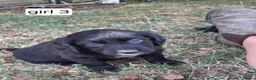 Mixed Breed dogs for sale: Beautiful Sprollies  - Advert 19