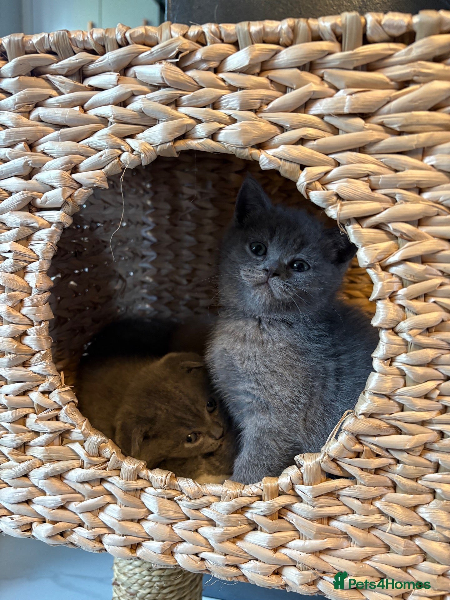 Scottish Fold cats for sale: Lats 4 Beautifully Scottish Fold/Straight kittens - Advert 1