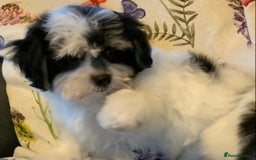 Maltese dogs for sale: Adorable little Maltese puppies  - Image 4