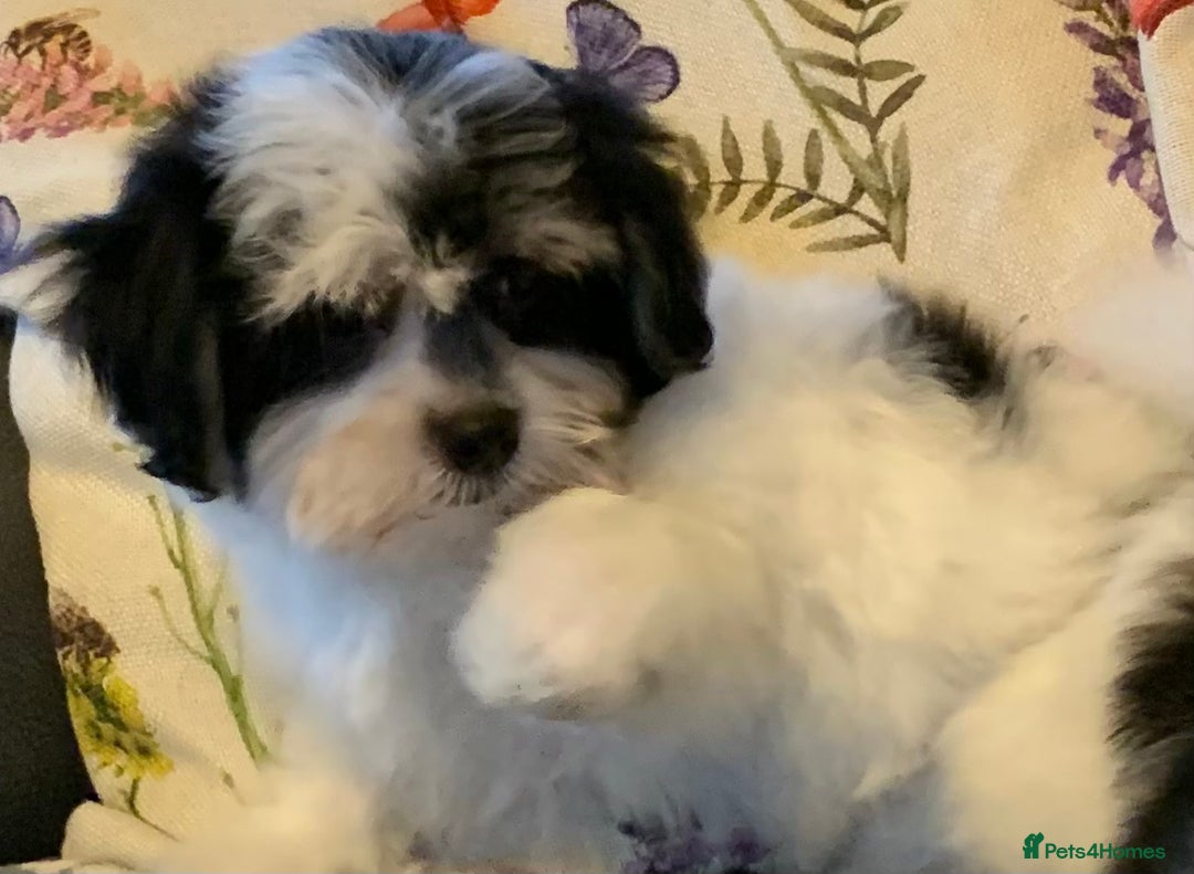 Maltese dogs for sale: Adorable little Maltese puppies  - Image 4