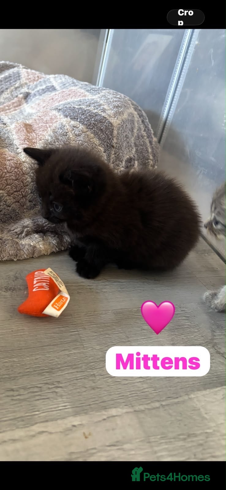 Mixed Breed cats 🩵🩷… 1 beautiful kitten remaining …🩷🩵 - Advert 2