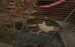Rat rodents for sale: 2 female rats  - Advert 3