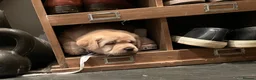 Labrador Retriever dogs for sale: Repeat mating  - Advert 9