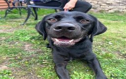 Mixed Breed dogs for adoption: Bentley - Image 2