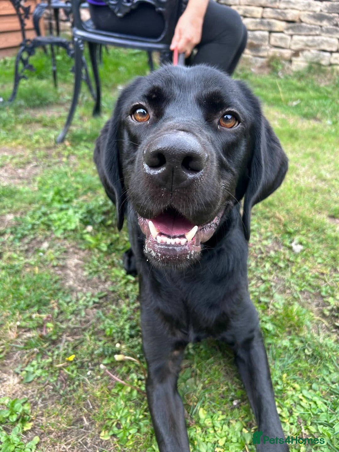 Mixed Breed dogs for adoption: Bentley - Image 2