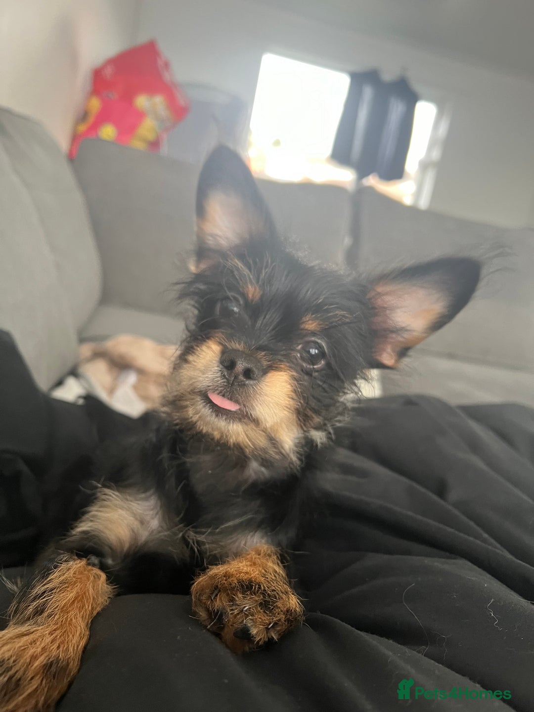 Chorkie dogs for stud: Male chorkie for stud - Advert 4