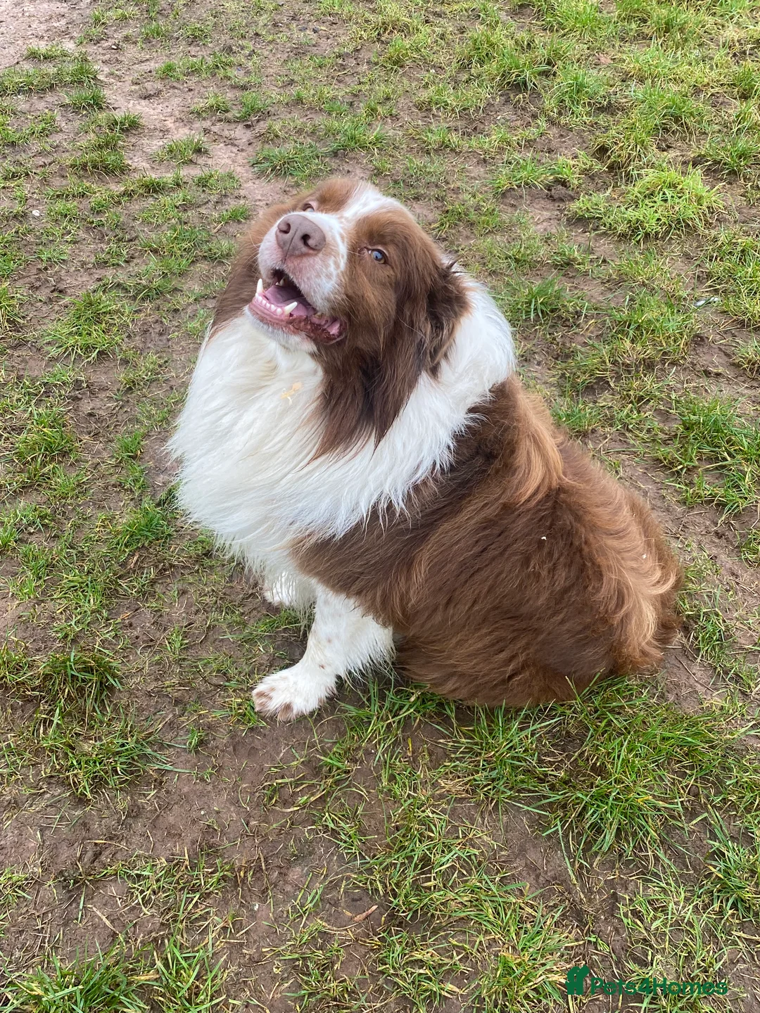 Border Collie dogs for sale: border collie puppies - Advert 10