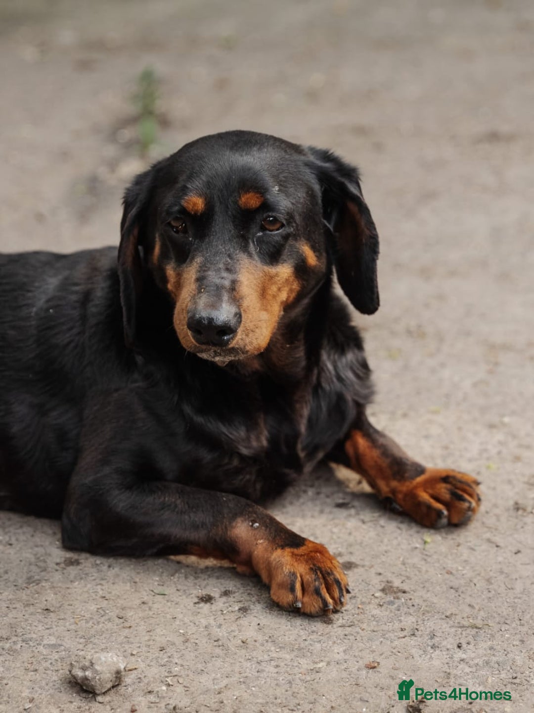 Mixed Breed dogs for adoption: 💖🐶 LEANA 🐶💖 - Image 14