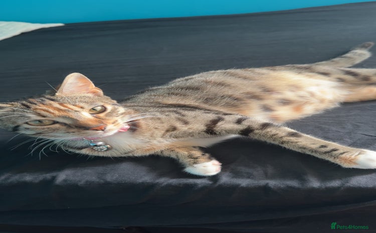 Mixed Breed cats - Advert 2