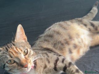 Mixed Breed cats - Advert 20