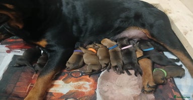 Mixed Breed dogs - Advert 5