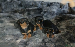Miniature Dachshund dogs for sale: Miniature Dachshund Puppies  - Image 2