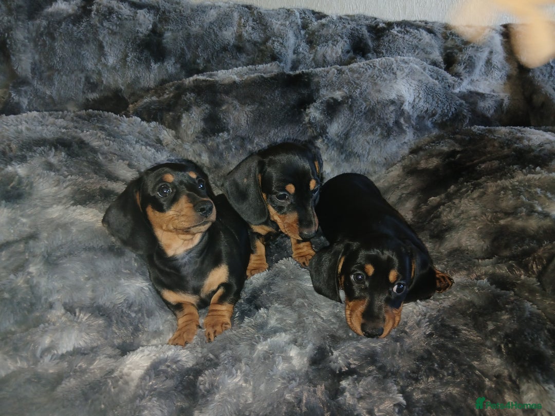 Miniature Dachshund dogs for sale: Miniature Dachshund Puppies  - Image 2