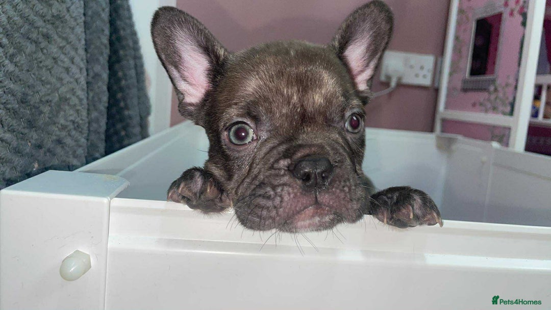 French Bulldog dogs for sale: Brindle & Fawn French Bulldog Puppies - Image 23