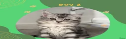 Norwegian Forest Cat cats for sale: Beautiful Norwegian Mix Kittens – 2 Boys & 1 Girl - Advert 8