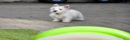 West Highland Terrier dogs for sale: West Highland terrier Puppy Girls - Advert 16