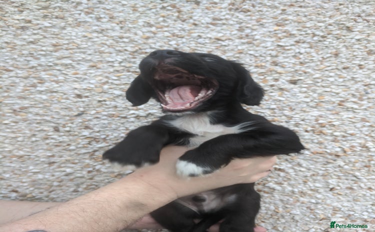 Cocker Spaniel dogs - Advert 13