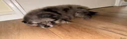 Pomeranian dogs for sale: Pomeranian puppies - Advert 3