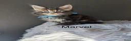 Maine Coon cats for sale: Outstanding Russia lines baby boys  - Advert 9