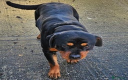 Rottweiler dogs for sale: Rottweiler girl - Image 4