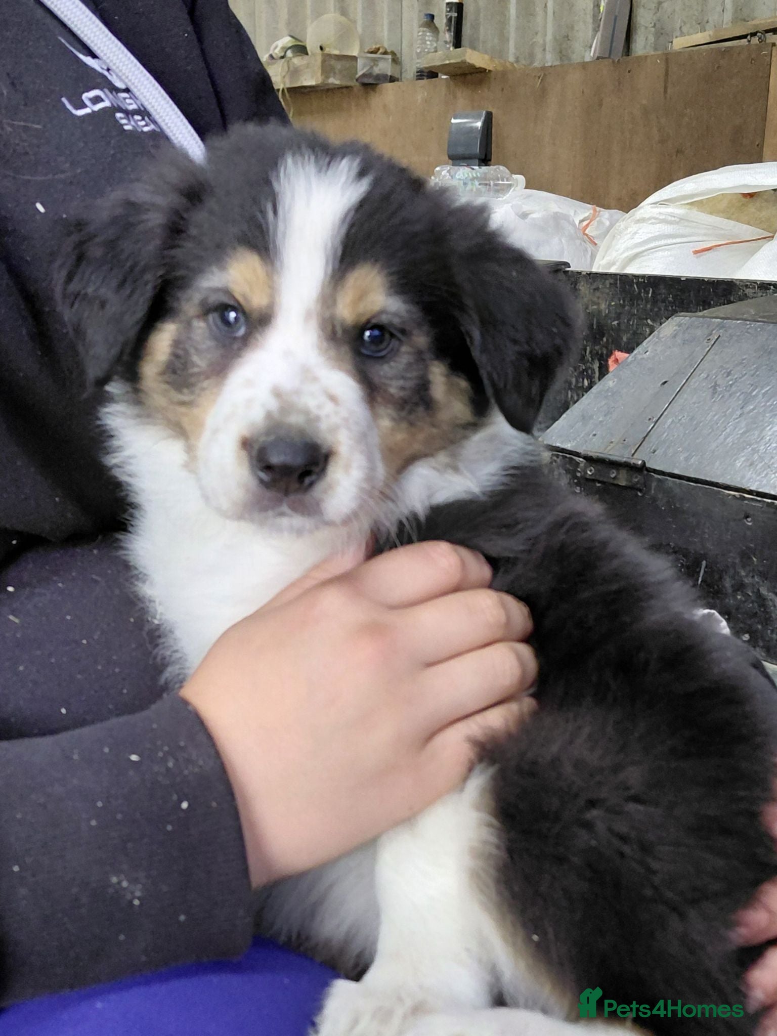 Border Collie dogs Quality farm reared border collies  - Advert 2
