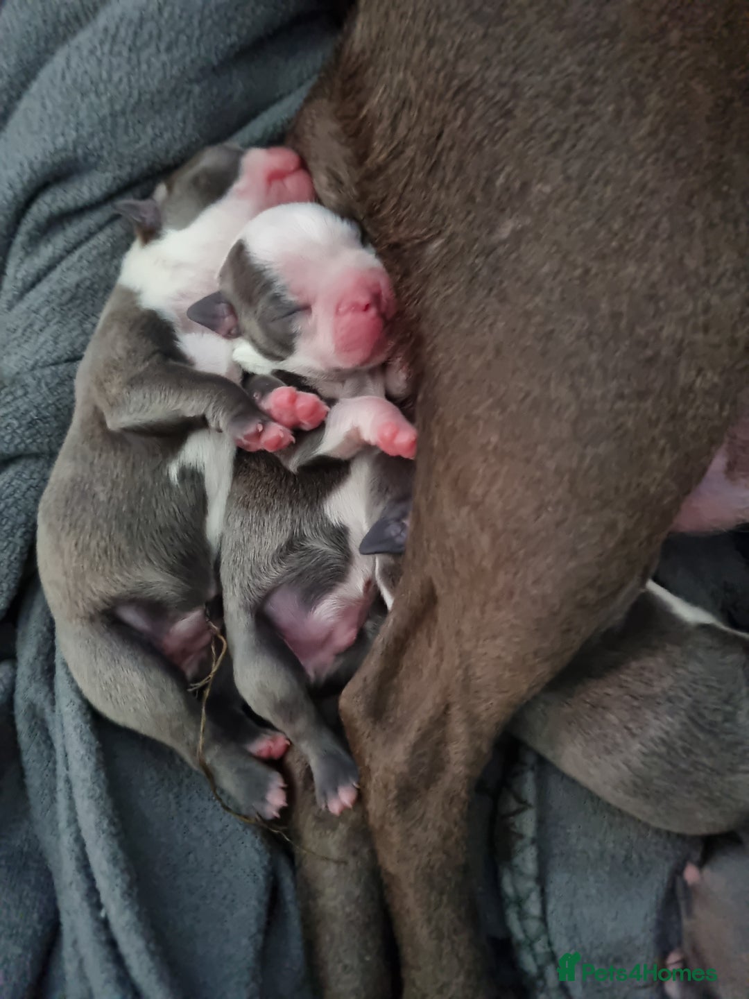 Boston Terrier dogs for sale: Outstanding Blue/Champagne Boston pups - Image 4