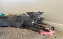Whippet dogs for sale: 4 left, KC registered blue whippet puppies  - Image 1