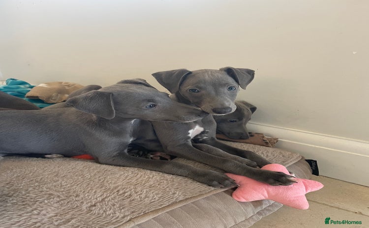 Whippet dogs - Advert 1