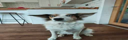 Border Collie dogs for sale: Rehoming beautiful Border Collie (Skye) - Advert 6