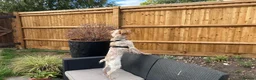Brittany Spaniel dogs for adoption: Sophie-tiny Brittany with a wonderful personality - Advert 9