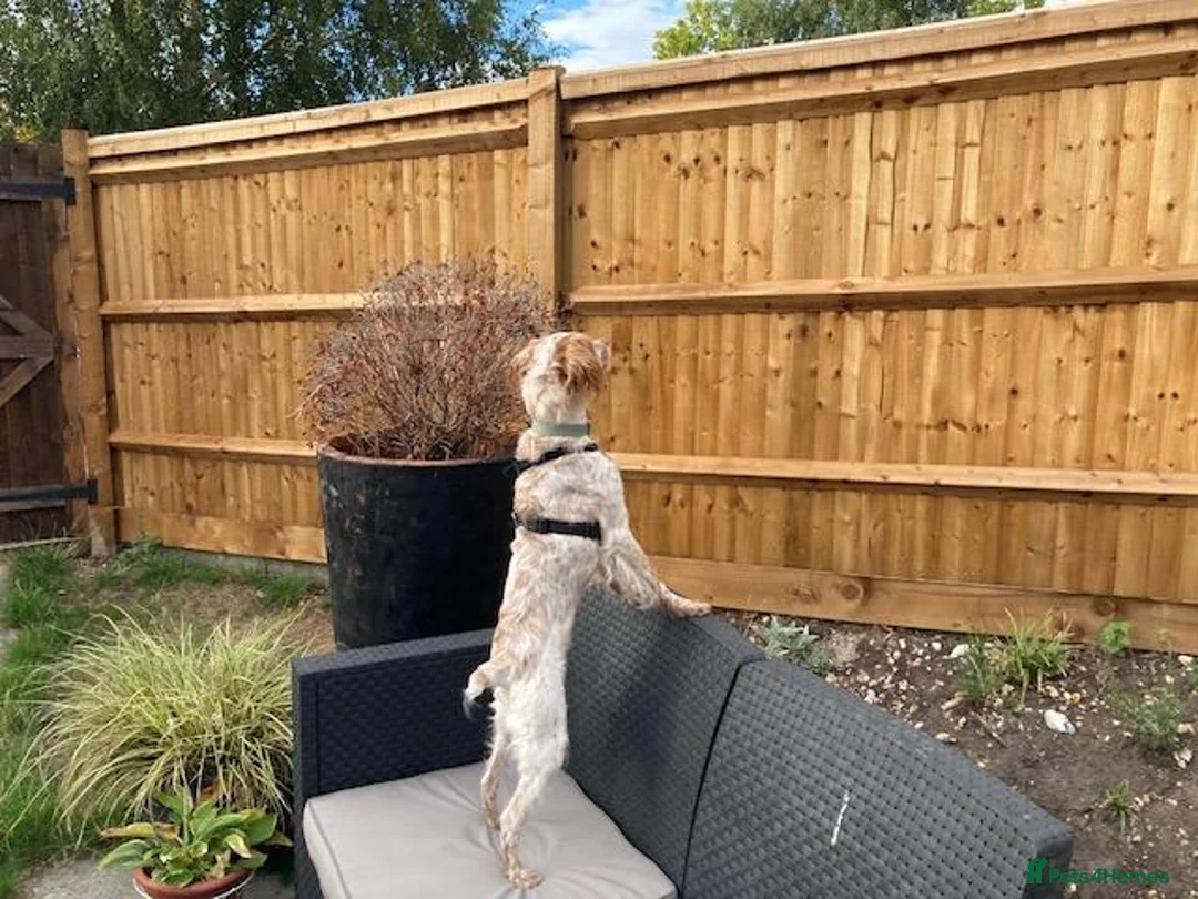 Brittany Spaniel dogs for adoption: Sophie-tiny Brittany with a wonderful personality - Advert 9