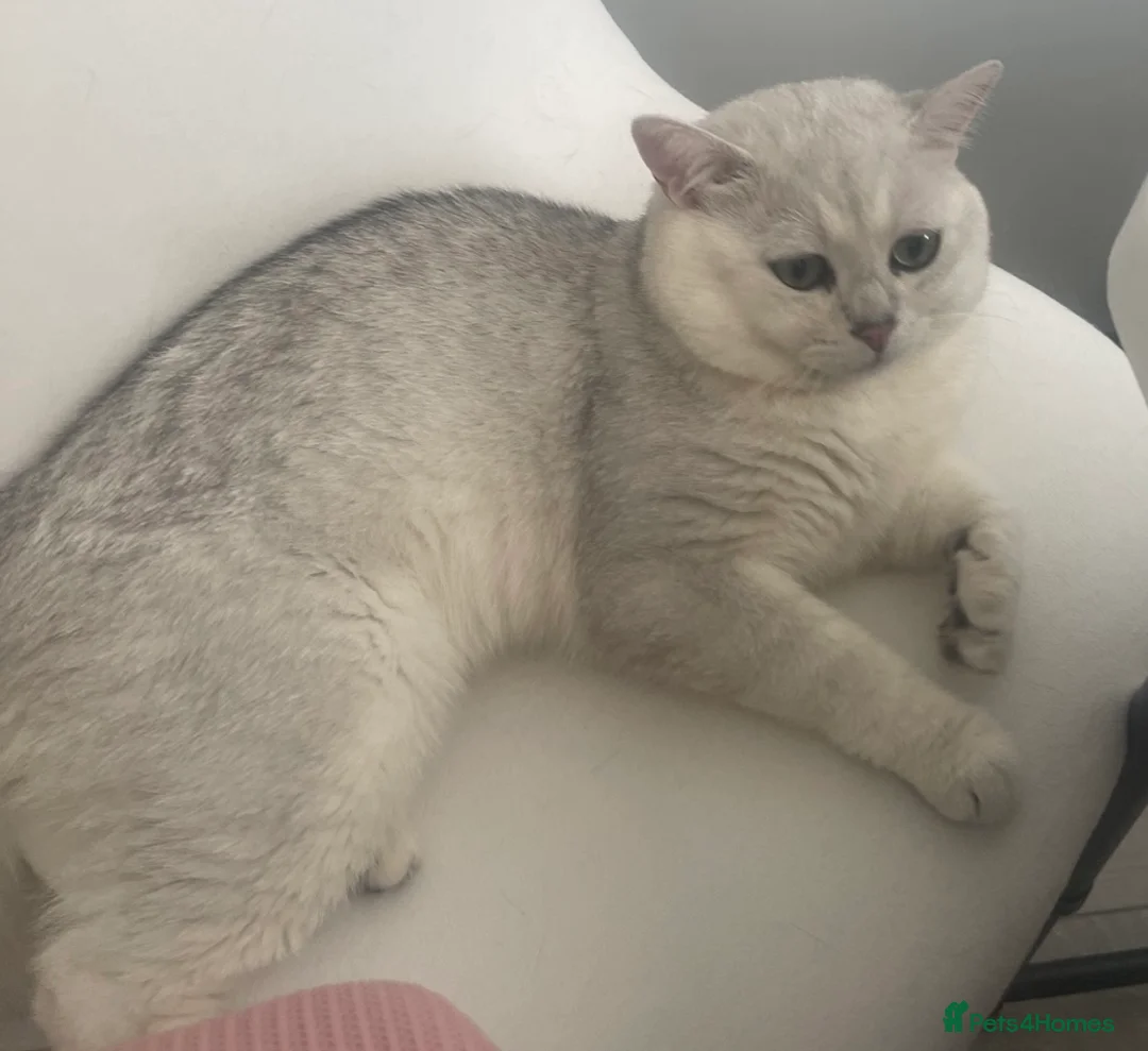 British Shorthair cats for stud: Handsome GCCF Non-Active BSH Stud in London - Advert 8