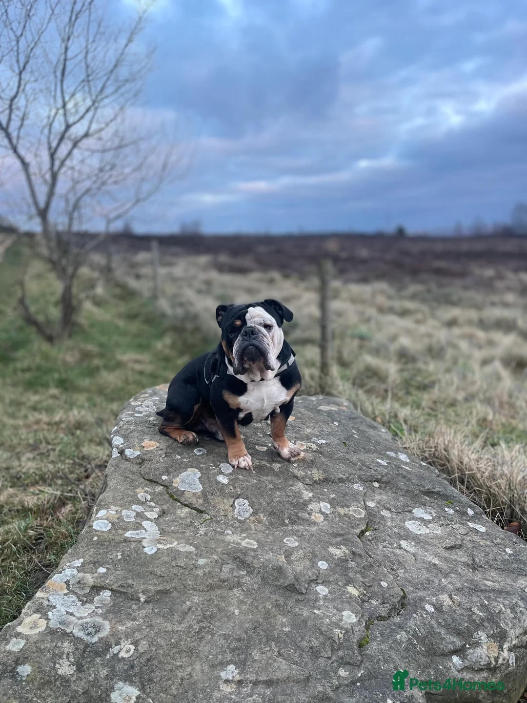 English Bulldog dogs for sale: Alfie English Bulldog  - Advert 2