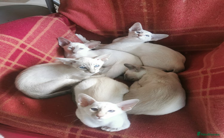 Siamese cats - Advert 8