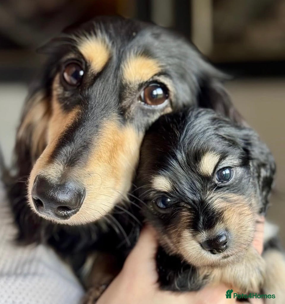 Miniature Dachshund dogs KC Registered - Health Tested - Proven Stud Dog 🏅 - Advert 6