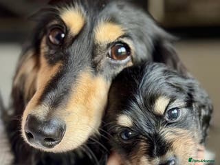Miniature Dachshund dogs KC Registered - Health Tested - Proven Stud Dog 🏅 - Advert 6