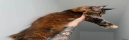 Maine Coon cats for sale: Champion line kittens 🥰 Ready to go☺️ - Advert 8