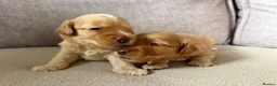 Cockapoo dogs for sale:  cockapoo litter f2 in Scunthorpe - Advert 11